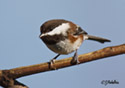 Parus rufescens